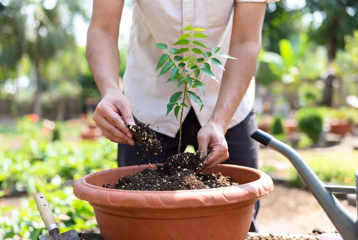 Planting a young neem sapling in a container with proper soil preparation