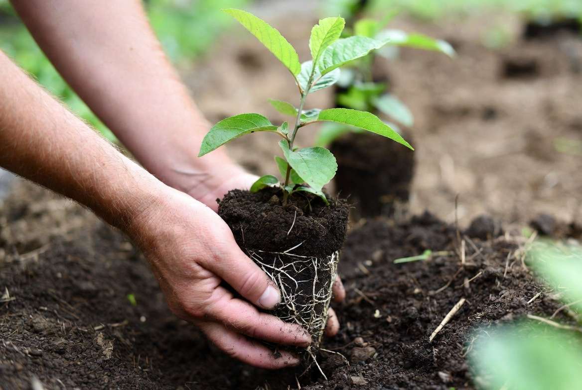 Gardener hands loosening the root ball of a young fig tree before planting