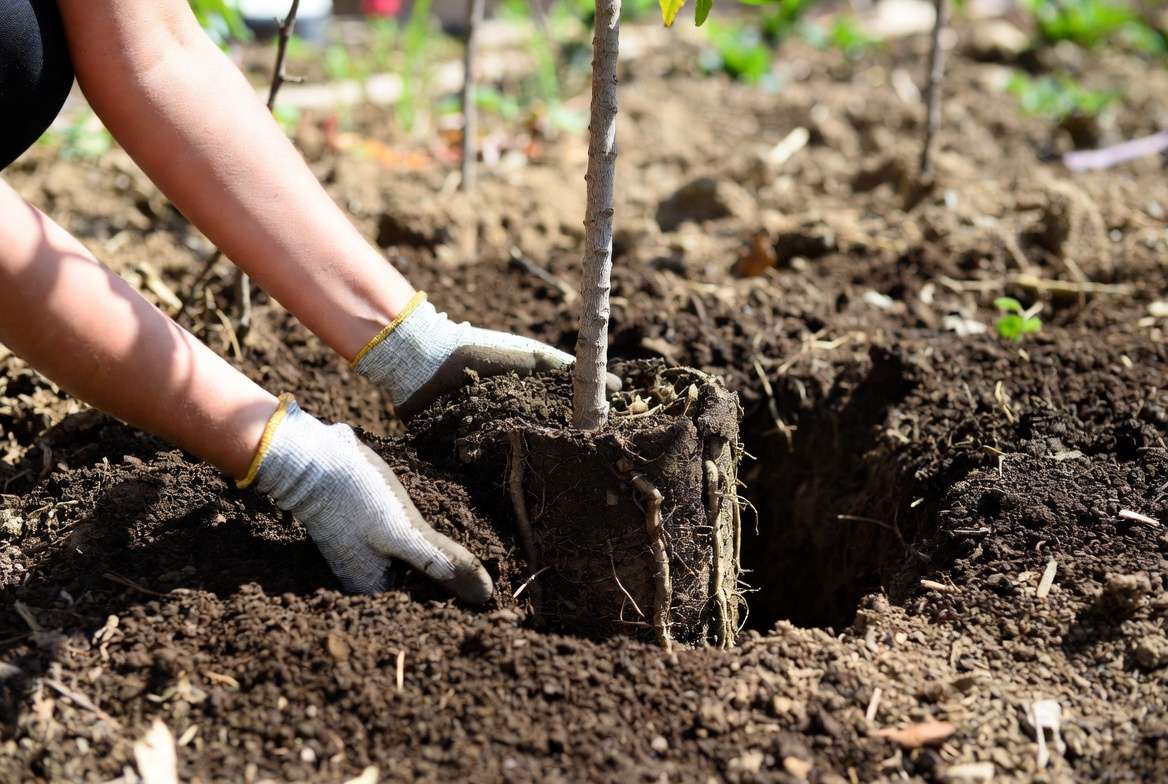 Close-up of gardening hands planting a loquat sapling, ensuring the root flare is above the soil line.