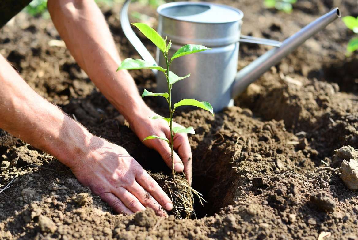 Planting a young soursop tree sapling in garden soil