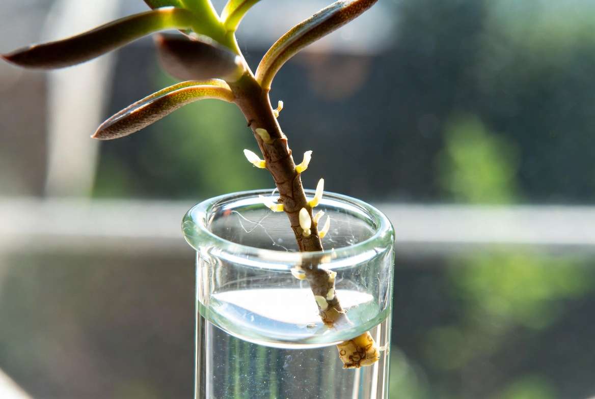 A detailed macro photo showing a calloused succulent stem hovering just millimeters above the water surface in a clear glass jar, demonstrating the safe water propagation technique.