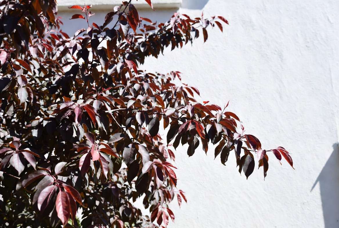 Healthy deep burgundy foliage of a Bonfire Peach tree shown against a bright white garden wall on a sunny day for high contrast