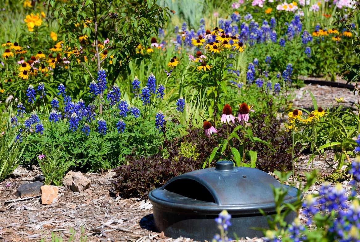 ustainable full sun plants Texas garden supporting pollinators and water conservation