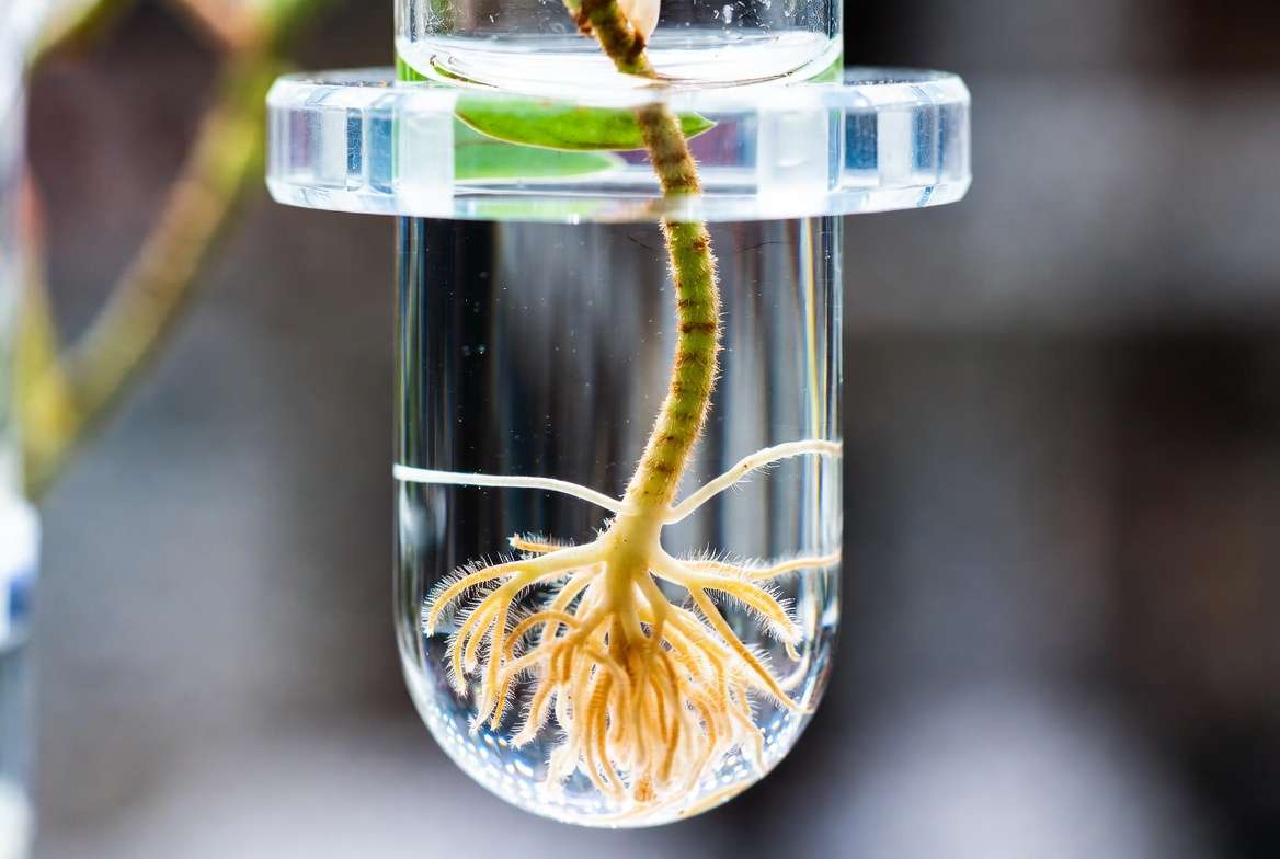 Close-up of a Philodendron cutting in water showing a two-inch long main root and healthy, fuzzy secondary roots indicating readiness for soil transplant.