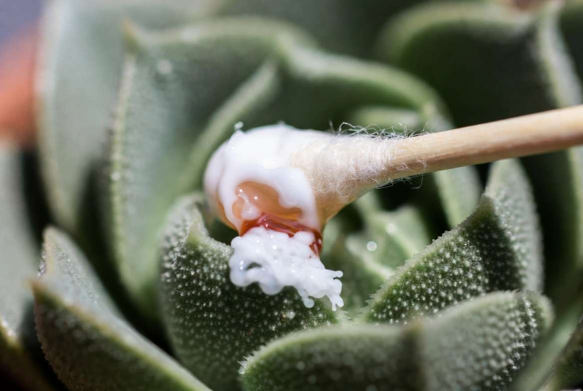 A precise close-up showing a cotton swab with rubbing alcohol being dabbed onto a mealybug cluster on a succulent leaf crevice.