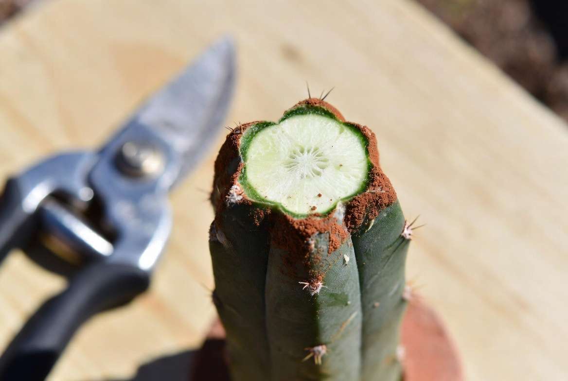 A photo of a beheaded cactus base that has successfully callused over and been treated with cinnamon as a fungicide.
