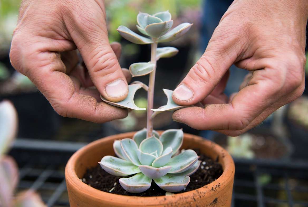 Macro photograph of hands cleanly twisting a healthy leaf off a succulent stem for propagation without causing damage.