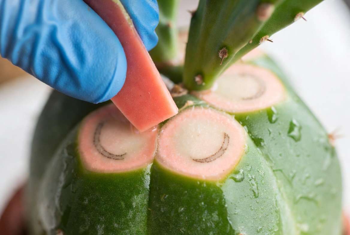An extreme close-up showing the alignment of the internal vascular bundles of a pink scion onto a green cactus rootstock during a graft.