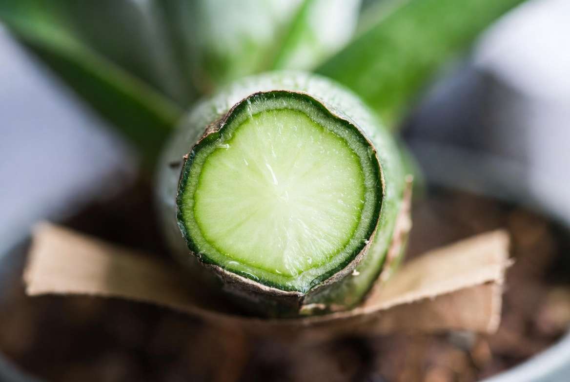 A macro shot demonstrating a calloused cutting from a snake plant, which is crucial for preventing stem rot in fleshy plants before planting.
