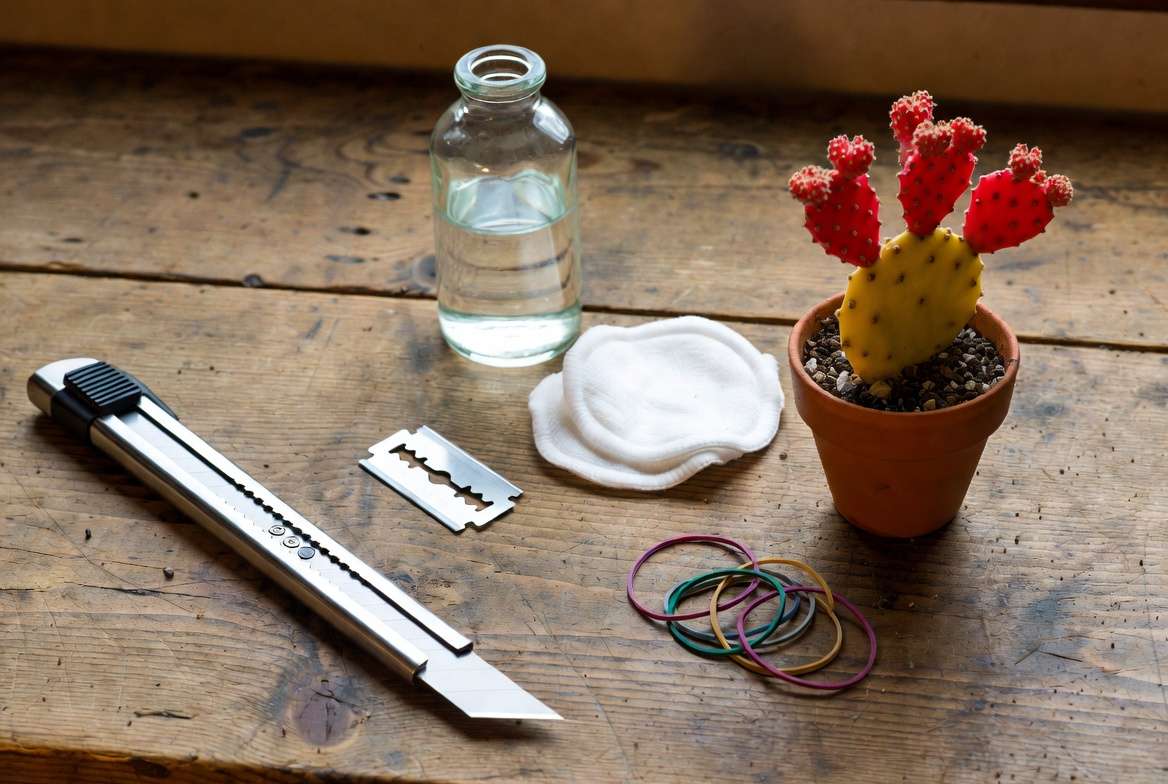 A flat lay photo of cactus grafting tools, including a sharp knife, alcohol, and rubber bands on a wooden workbench