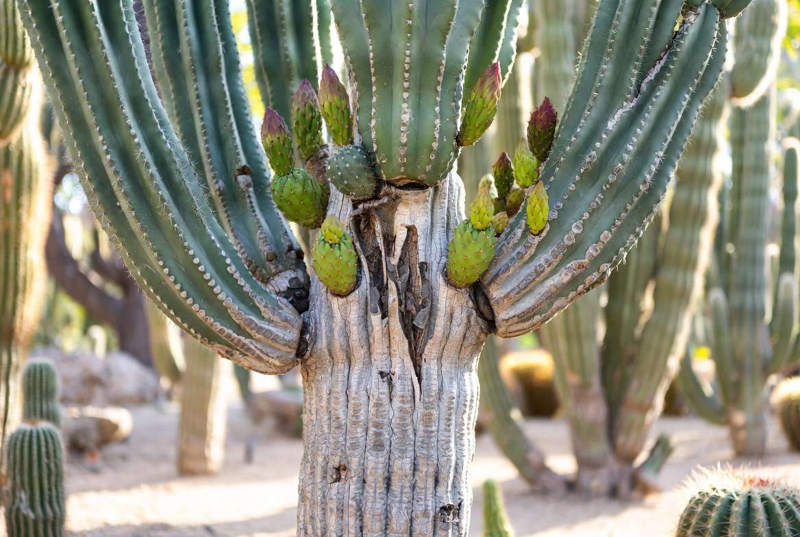 Healthy mature cactus garden showing safe, woody healed corking scars alongside vibrant new green growth