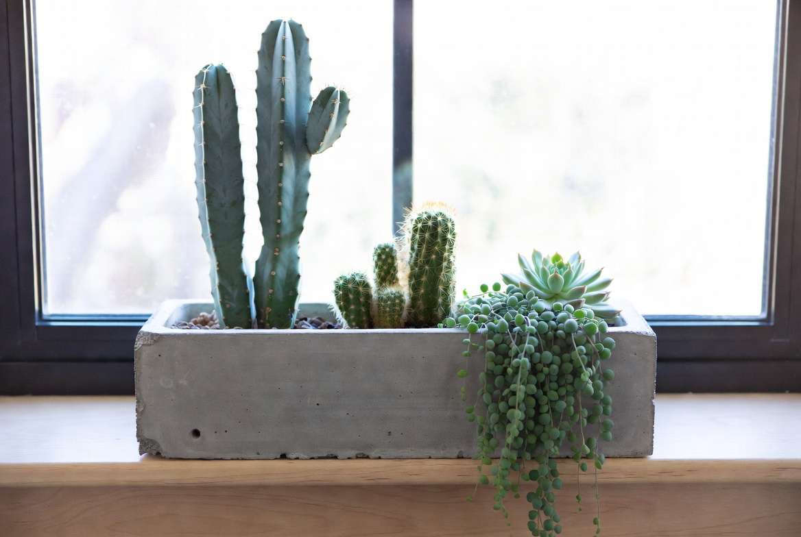 Lush mini-desert ecosystem planted in a long concrete trough on a wooden windowsill, featuring a tall cactus, clustering cacti, and trailing String of Pearls.
