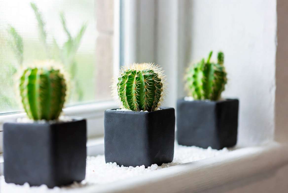 A clean modern windowsill display featuring three identical matte black pots with spherical Golden Barrel cacti arranged in a minimalist linear row.