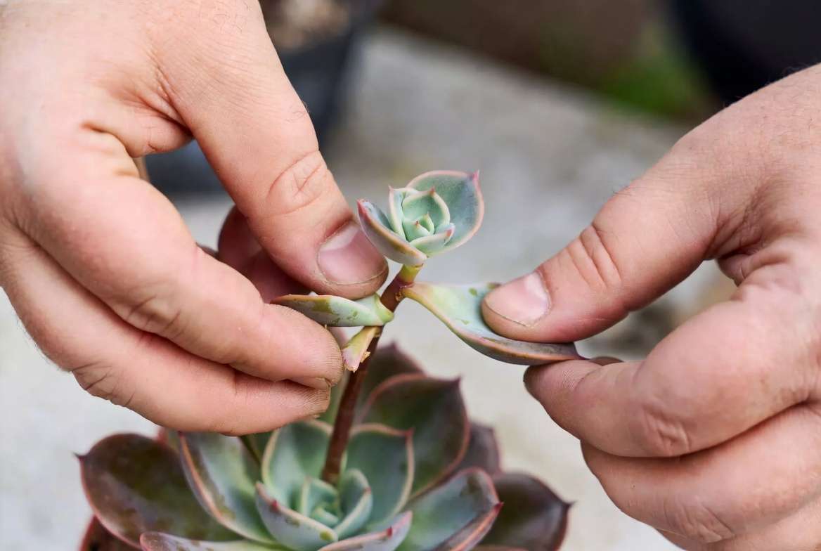 Gardener demonstrating how to correctly remove a succulent leaf for propagation without damaging the stem.