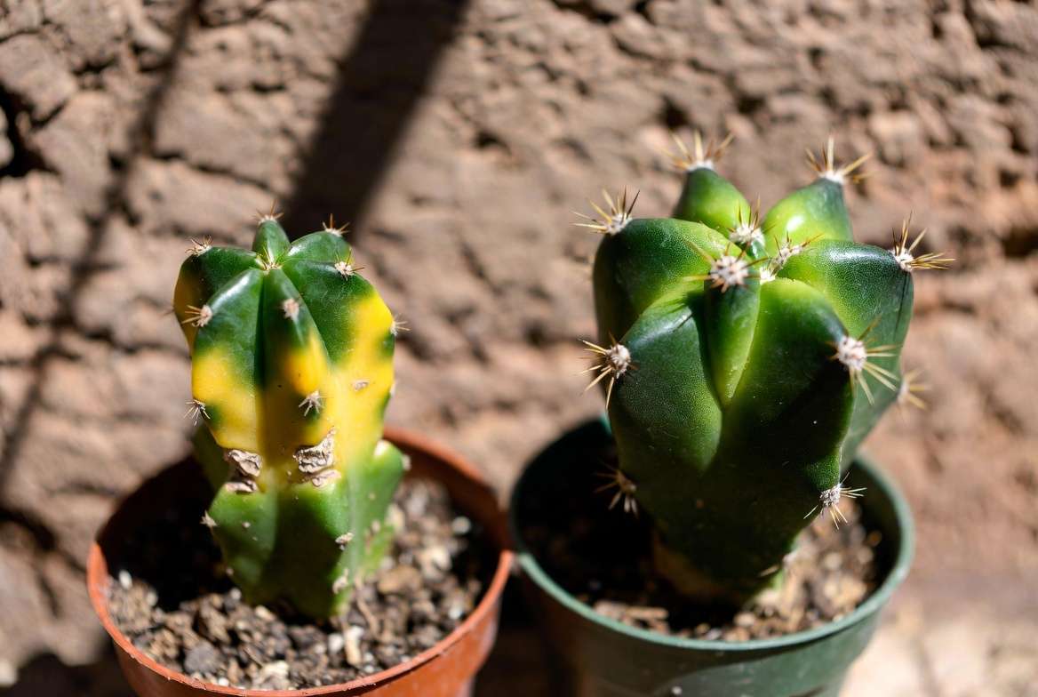 A comparison of a healthy, plump green cactus next to a stressed, yellowing, and shriveled cactus.