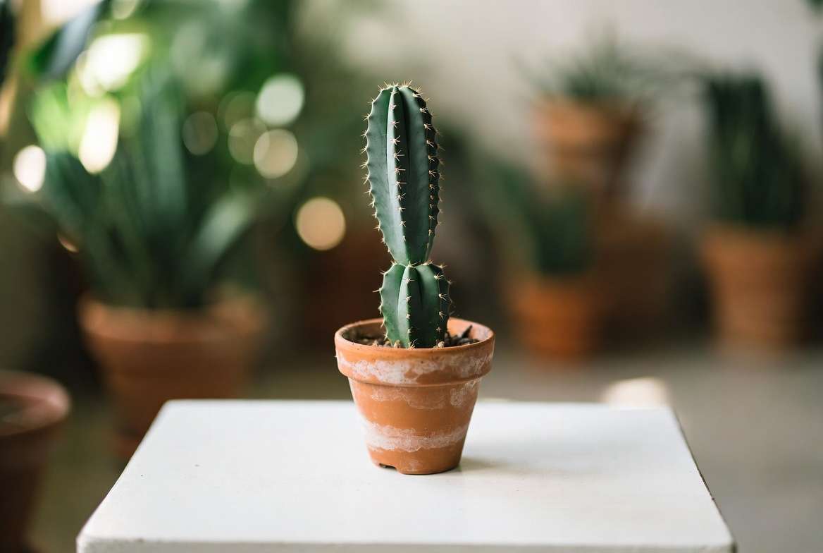 A tall columnar cactus visibly leaning and dangerously unstable in its small terracotta pot.