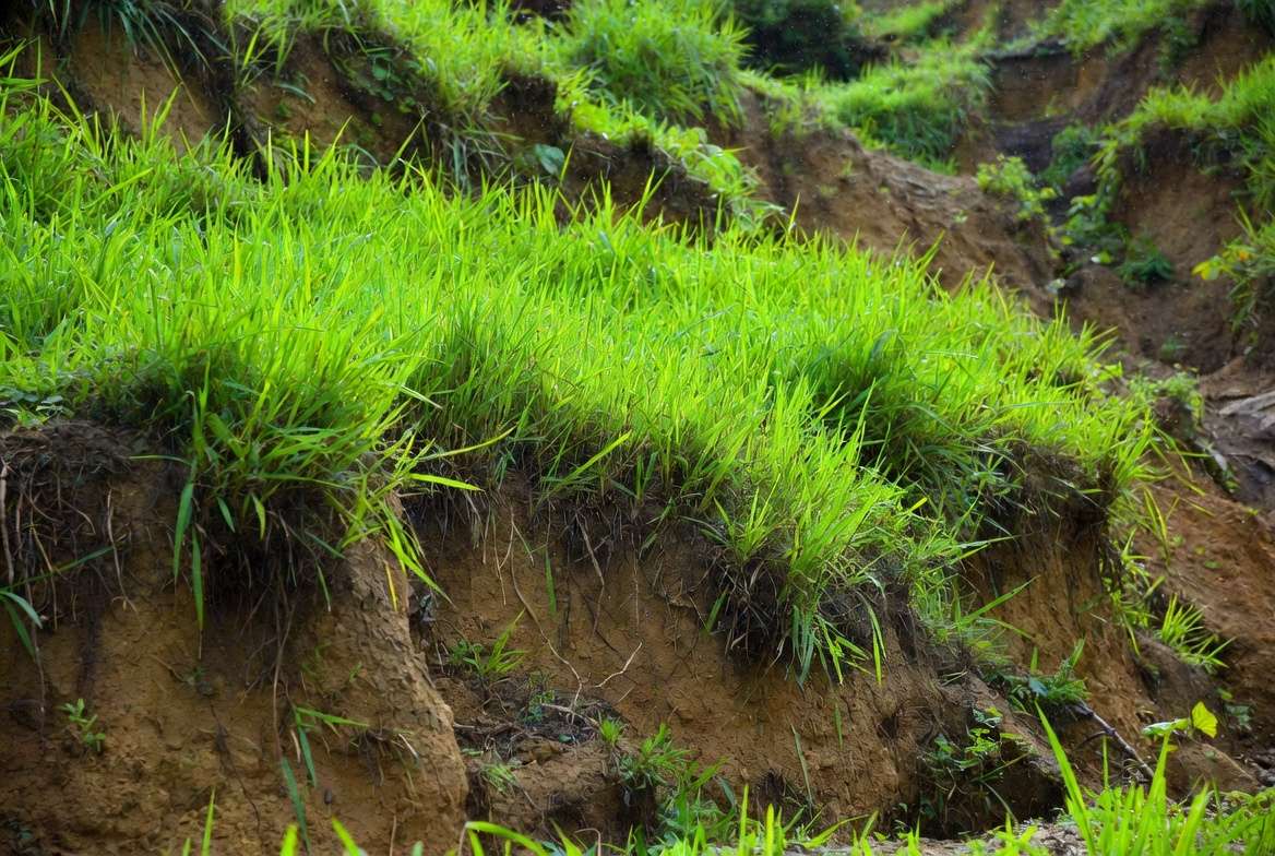 Vetiver grass hedge stabilizing soil on a slope with deep roots visible for erosion control