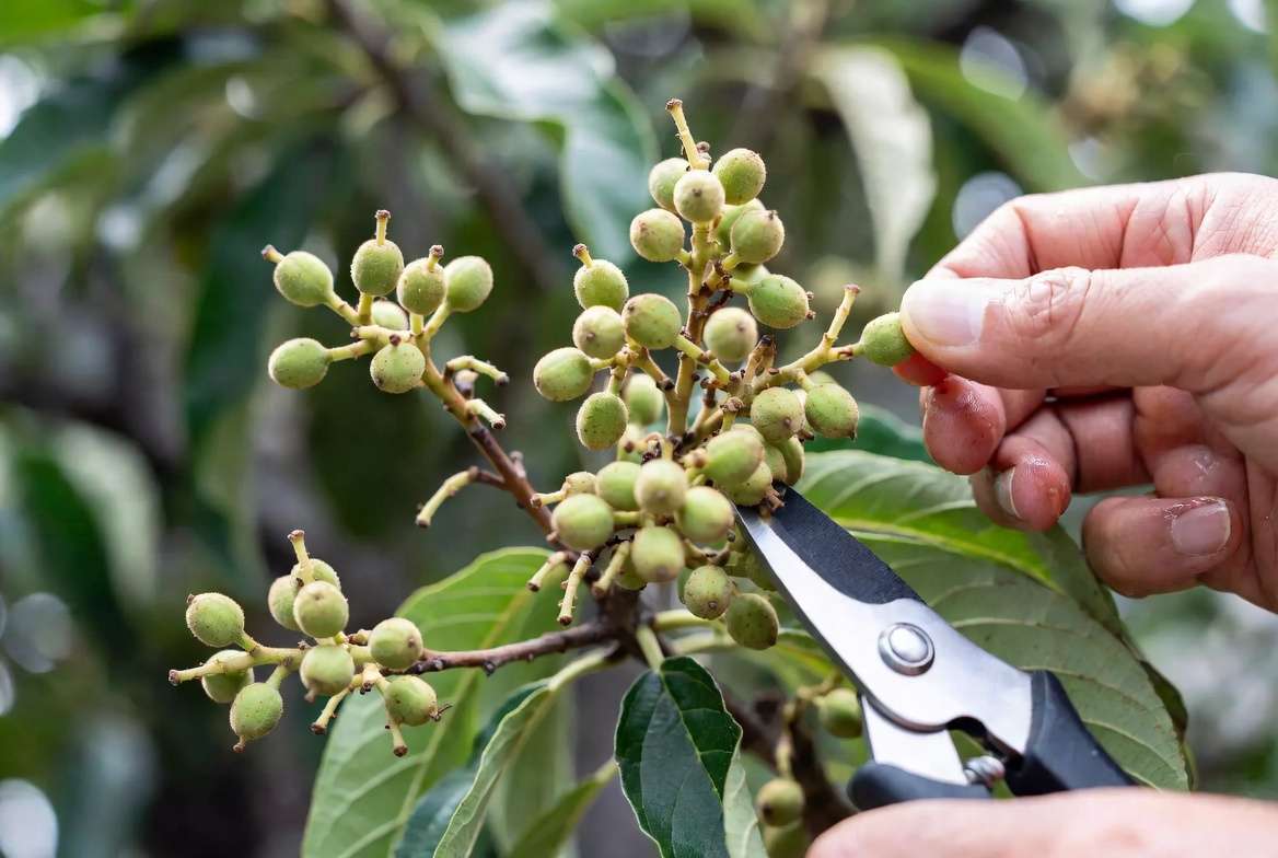 Detailed close-up of hand-thinning excess green loquat fruits on a branch to improve size.
