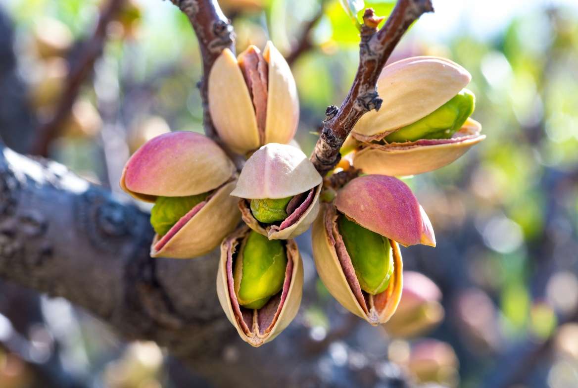 Close-up of ripe pistachio nuts on a tree branch with shells naturally splitting open.