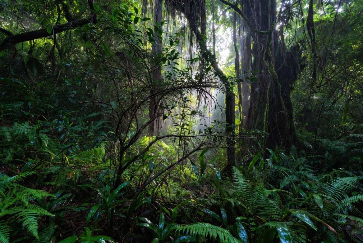 A wild finger lime shrub growing in its native Australian subtropical rainforest understory habitat.