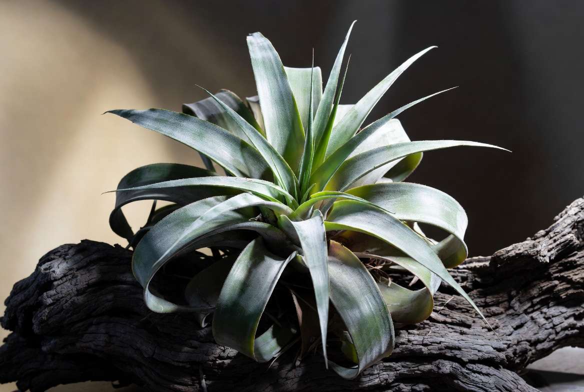 Majestic Tillandsia Xerographica air plant known as the Queen of air plants