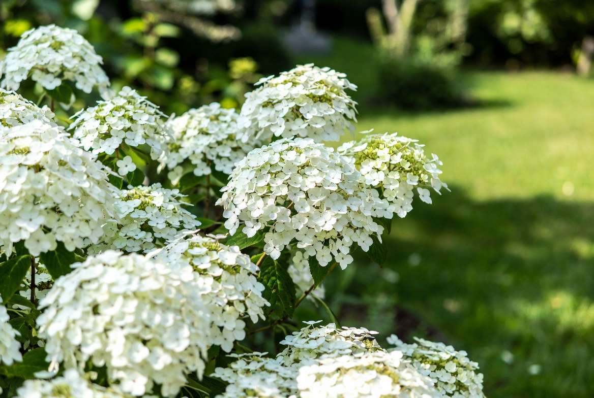 Beautiful white Annabelle hydrangea flowers in a garden setting