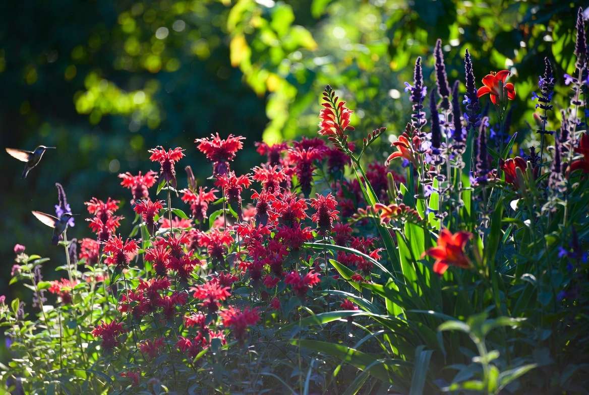Vibrant red perennial flowers in full bloom including bee balm and crocosmia in a sunny garden border