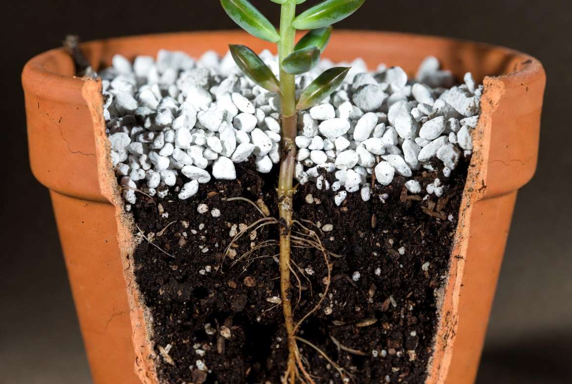 An infographic-style photograph illustrating the succulent propagation 'top dressing' trick with a layer of perlite over soil.