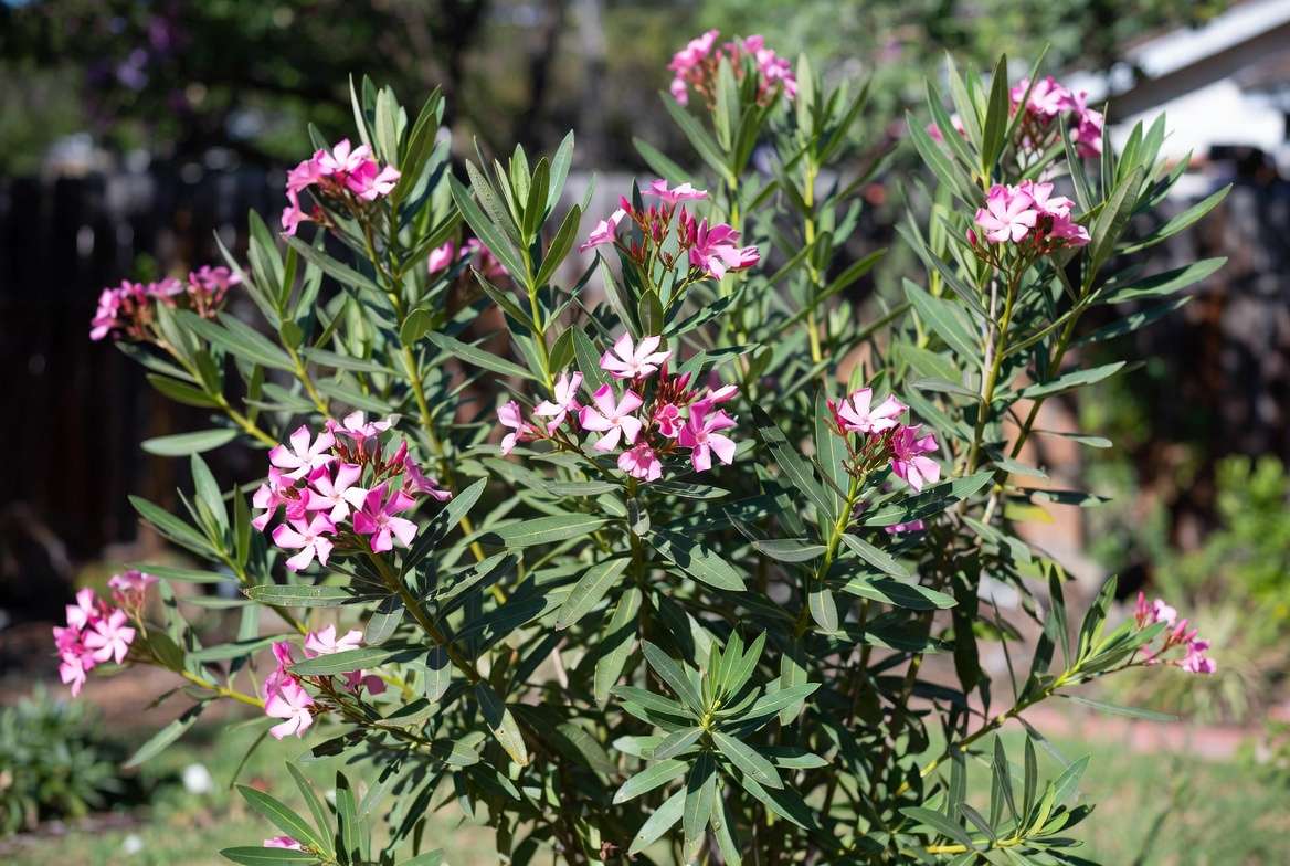 Oleander plant with pink flowers in Texas garden - highly toxic ornamental shrub