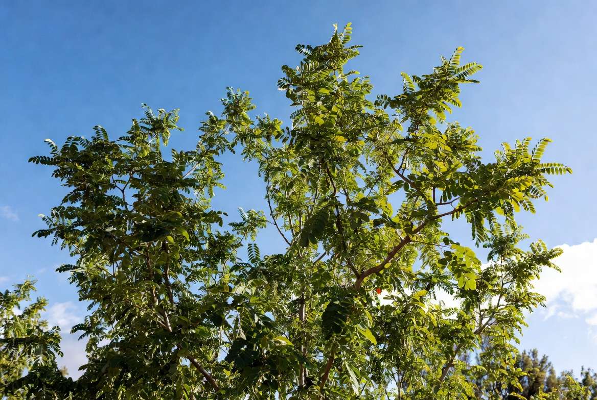 A mature pistachio tree professionally pruned into an open-vase canopy structure.