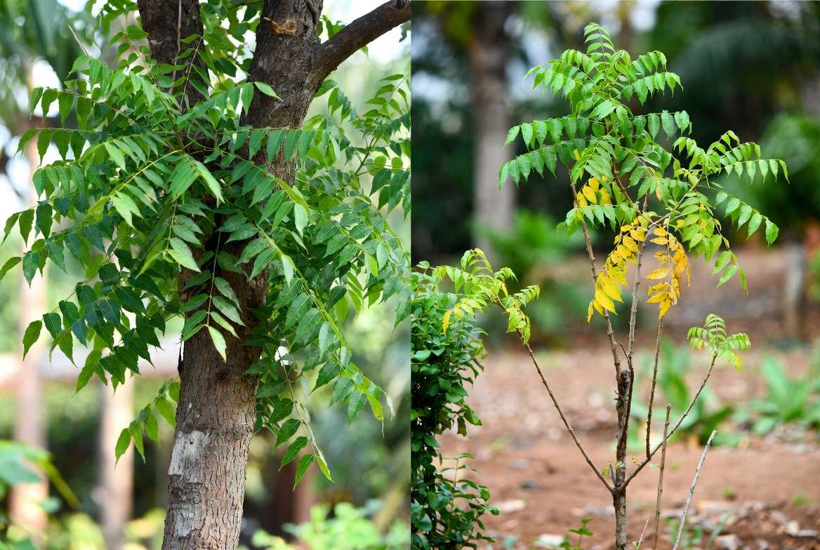 Healthy vs unhealthy neem plant showing common care issues and recovery