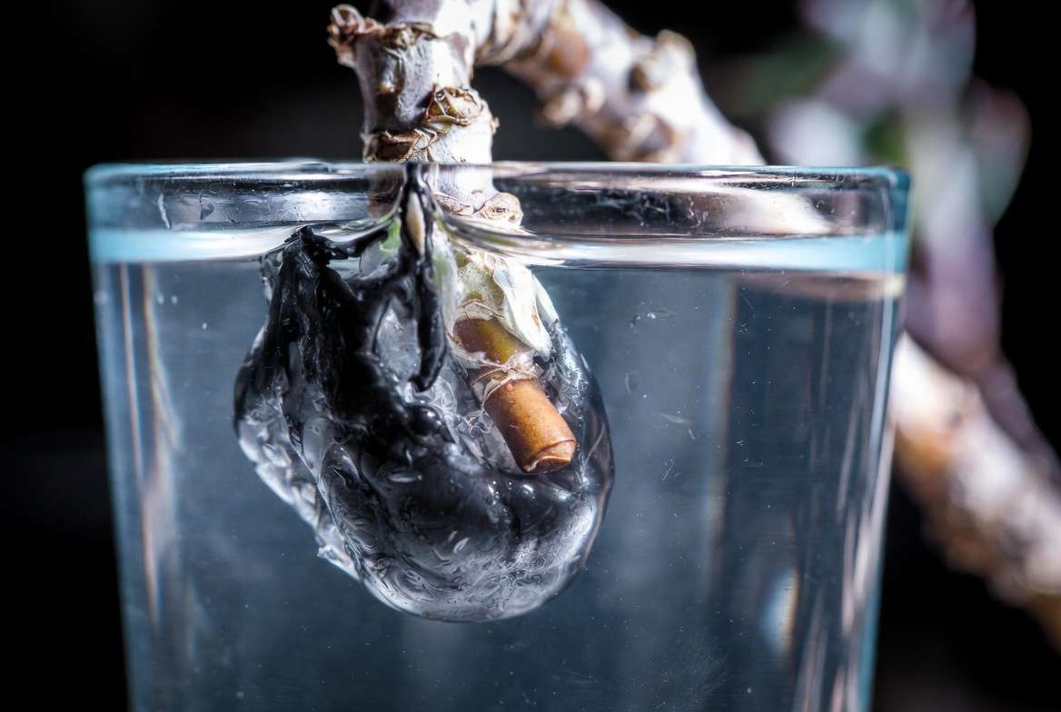 Close-up diagnostic photo of a succulent cutting suffering from stem rot during water propagation, showing black mushy tissue dissolving in cloudy water.