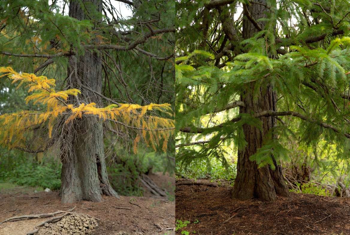 Before and after comparison of stressed vs healthy redwood tree care"