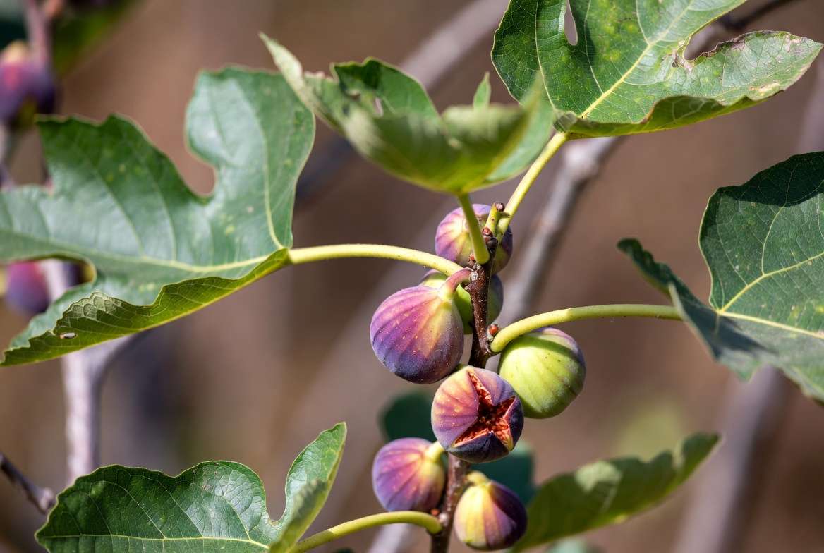 Ripe purple and green figs growing on a healthy fig tree branch with lush leaves