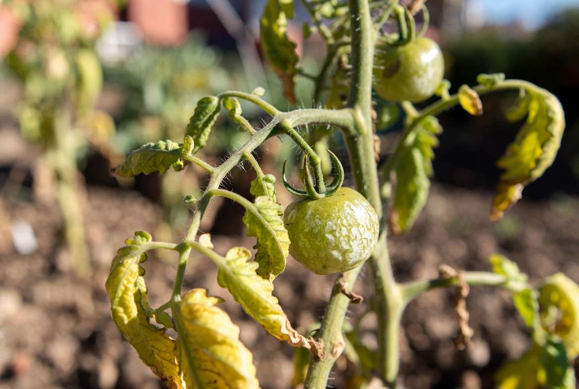 Sunscald and heat stress damage on unprotected tomato plants in summer garden