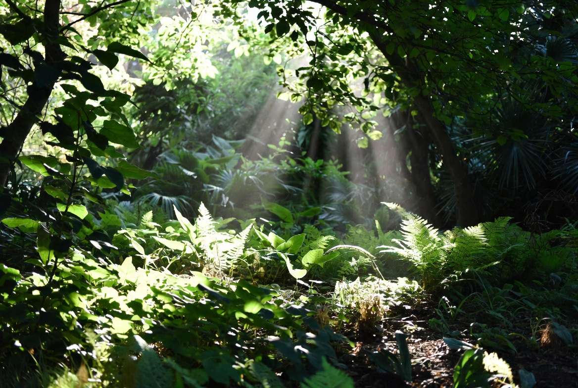 Partial sun garden with dappled light and shadow patterns ideal for partly sun plant
