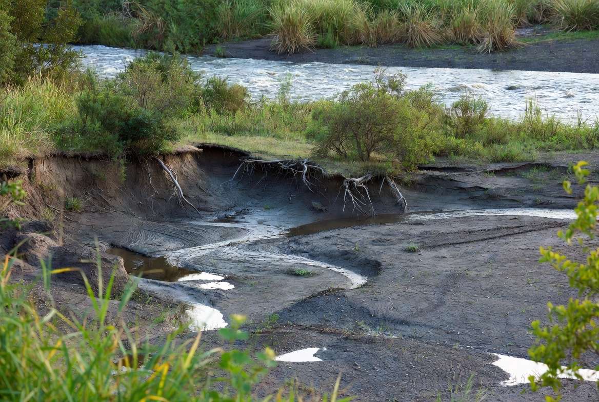 Riverside riverbank environment showing wet soil, erosion challenges, and native vegetation
