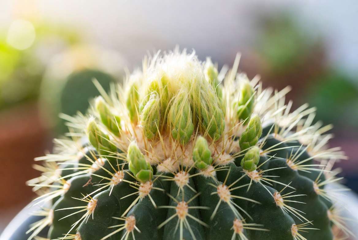 Close-up photograph of a golden barrel cactus showing vibrant bright green new spring growth and fresh spines emerging at the apex, bathed in sunlight on a patio.