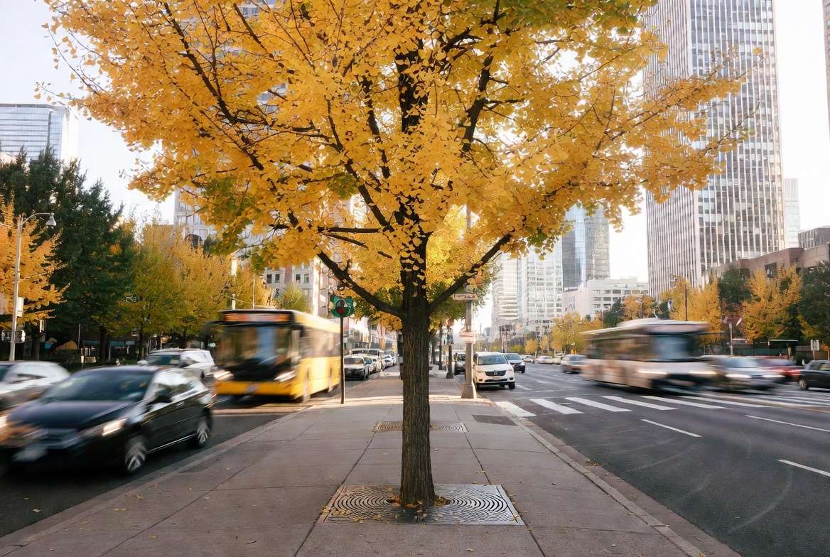A thriving golden Ginkgo tree growing on a concrete city sidewalk surrounded by skyscrapers on a sunny day.