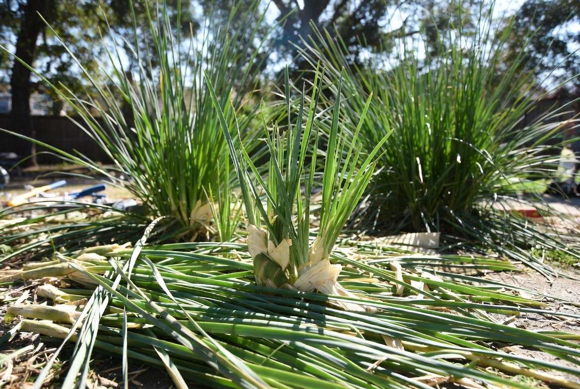 Pruning and maintaining vetiver grass for healthy growth and mulch