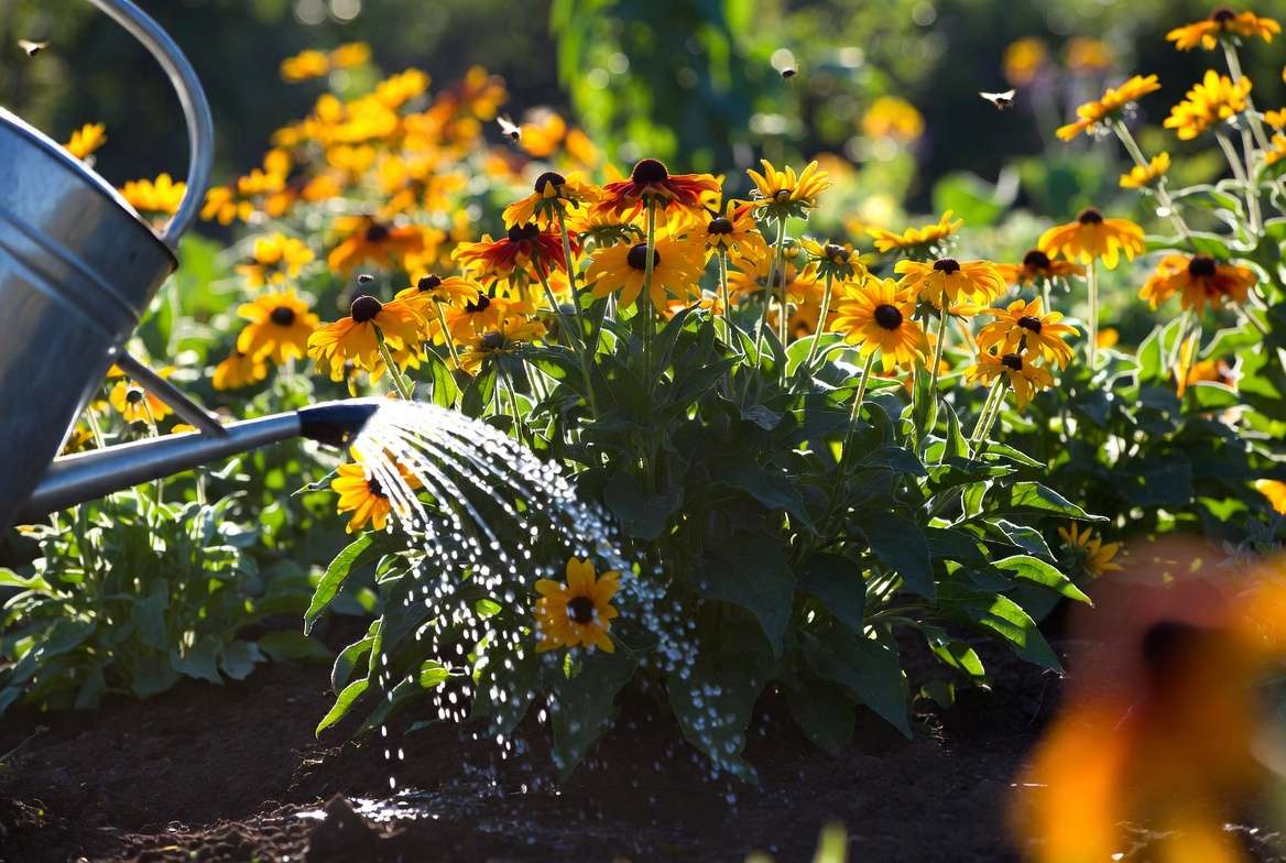 Watering Rudbeckia Indian Summer plants in a sunny summer garden