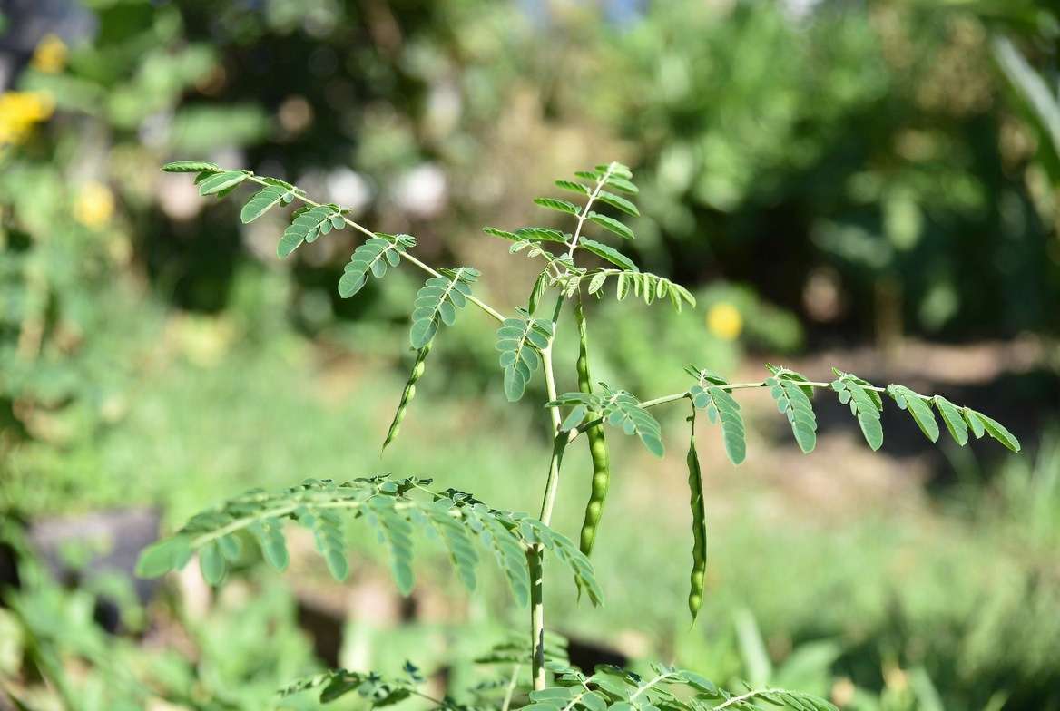 Moringa plant showing feathery leaves and green drumstick pods in garden setting
