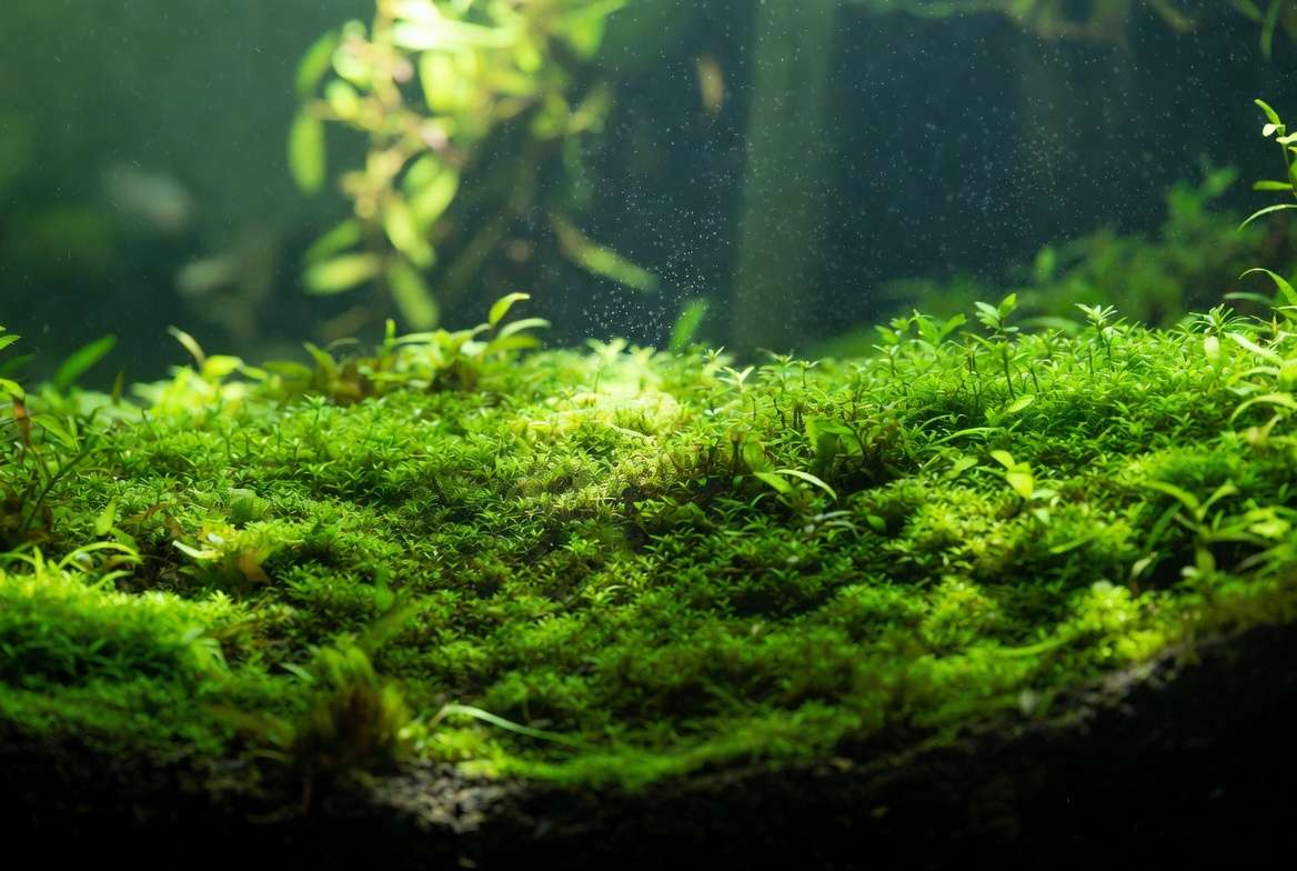 ush green planted aquarium carpet plants forming a dense foreground meadow