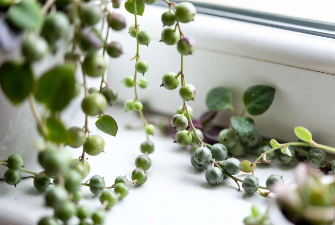Close-up of various string plants showing their distinctive trailing stems and leaf shapes