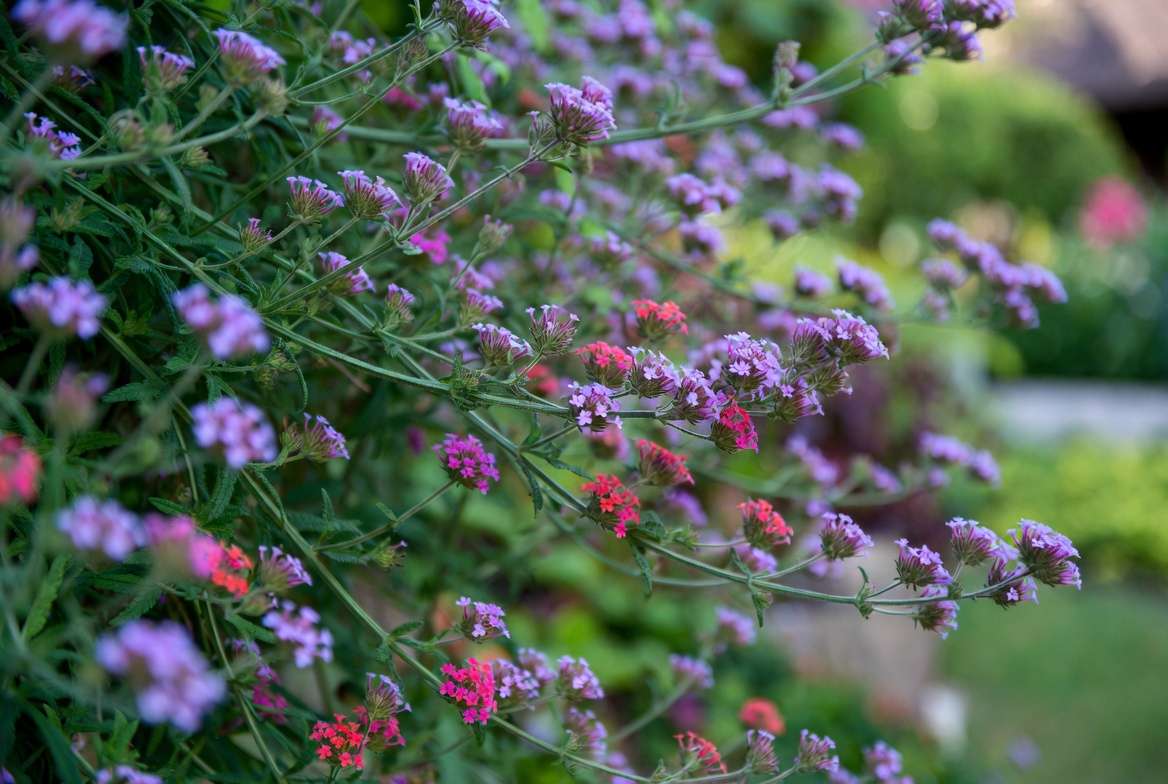 Trailing verbena plants with colorful cascading blooms and green foliage