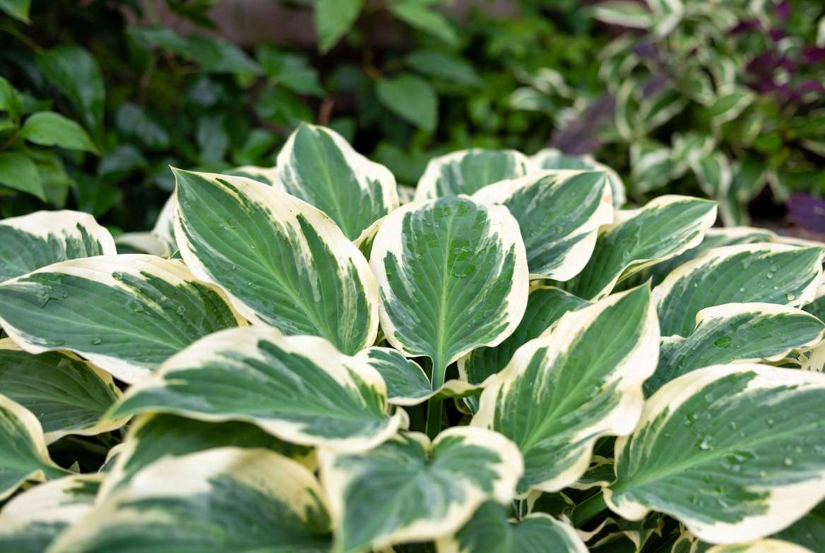 Close-up of vibrant variegated hosta leaves showing natural green and cream patterns in a shade garden