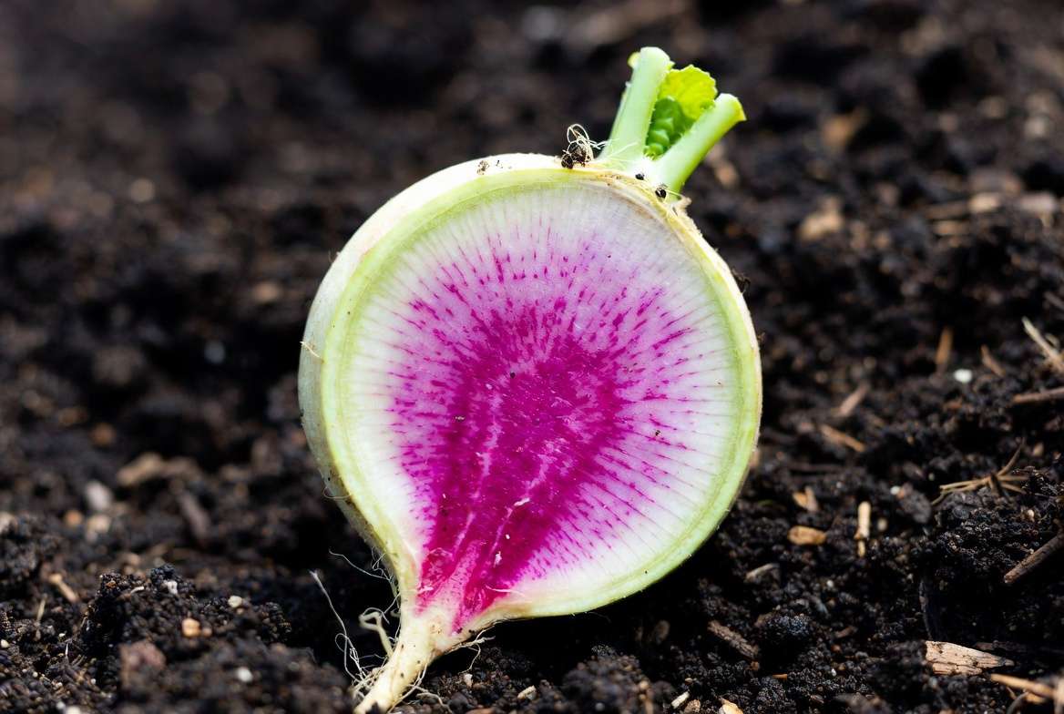 Watermelon radish whole and sliced showing vibrant pink interior on garden soil