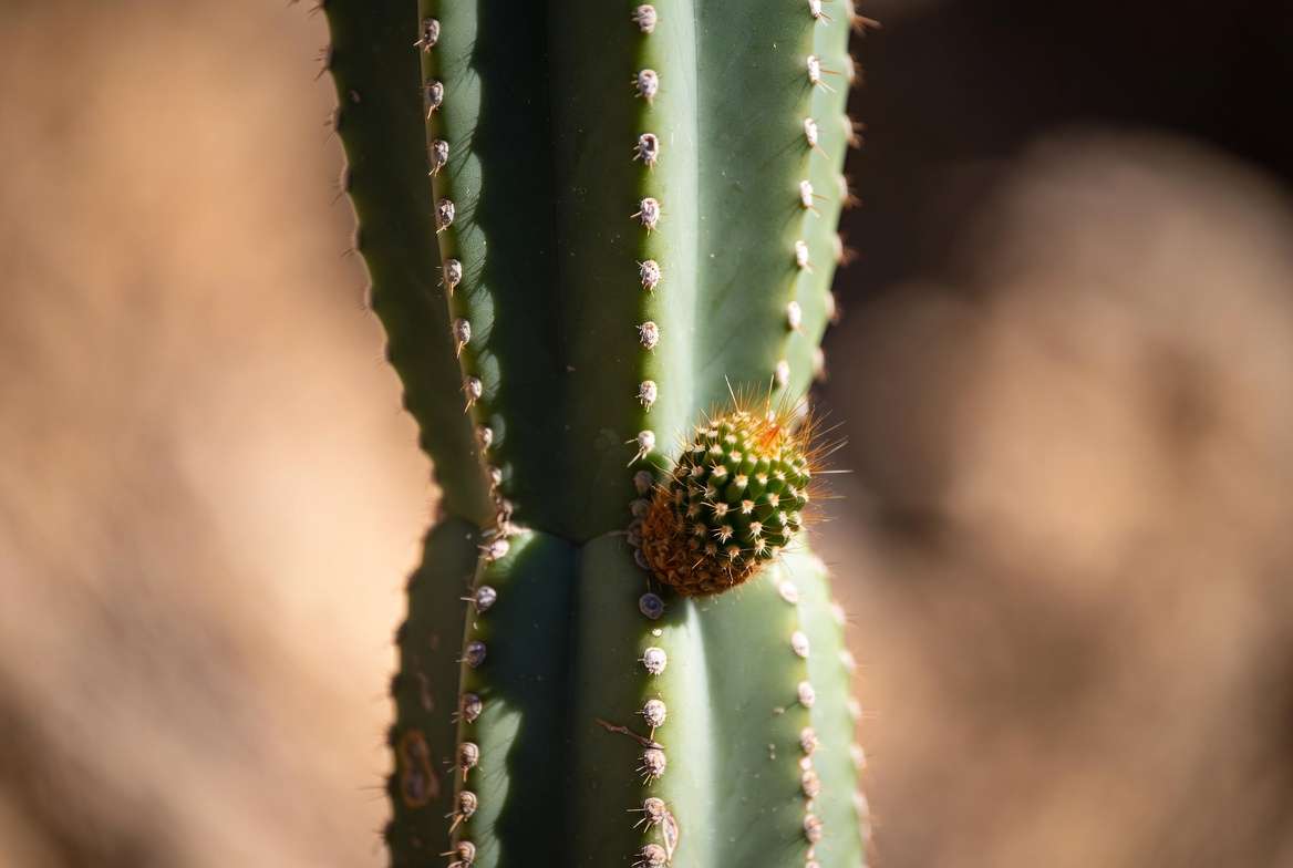 Macro photograph of a small cactus pup emerging from an areole on the mother plant.
