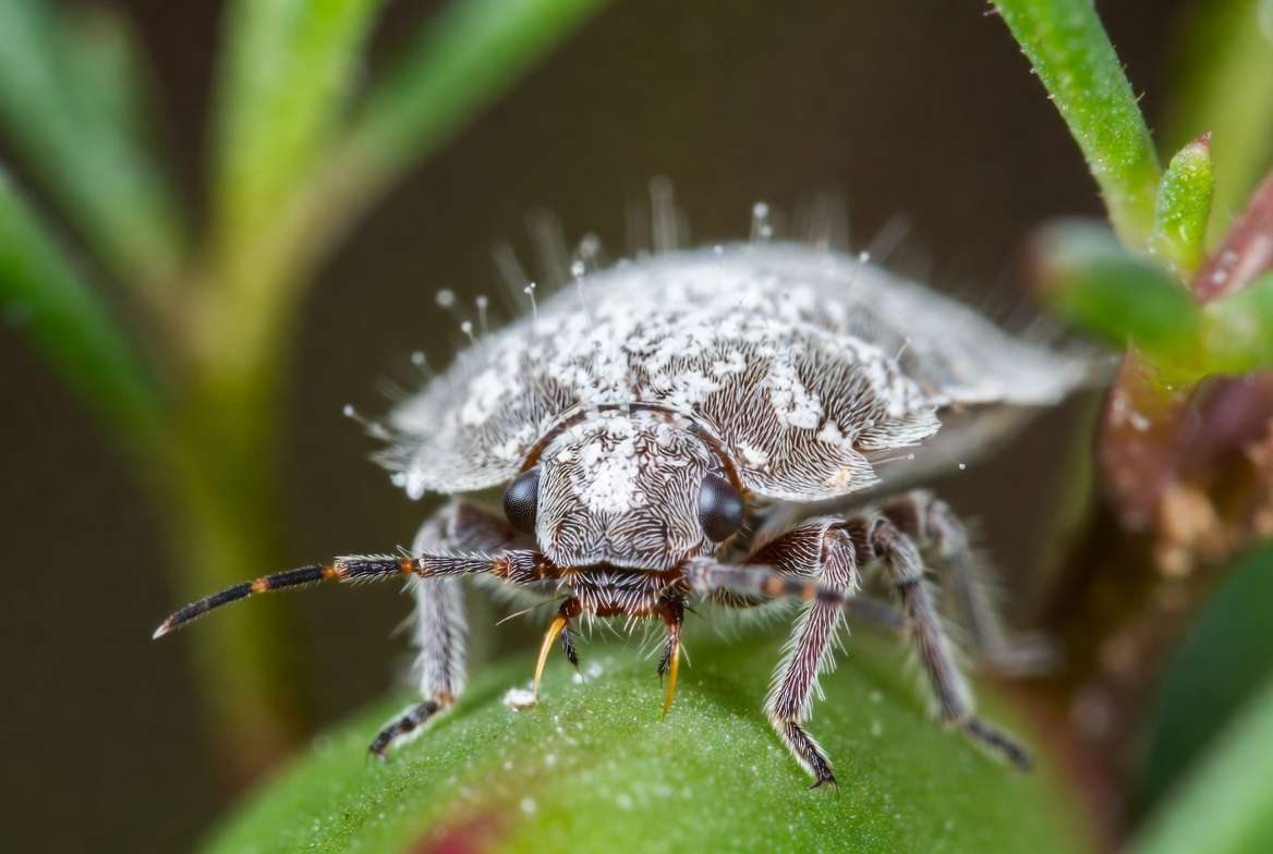 High-resolution macro photo of a single adult female mealybug covered in white wax on a succulent leaf.