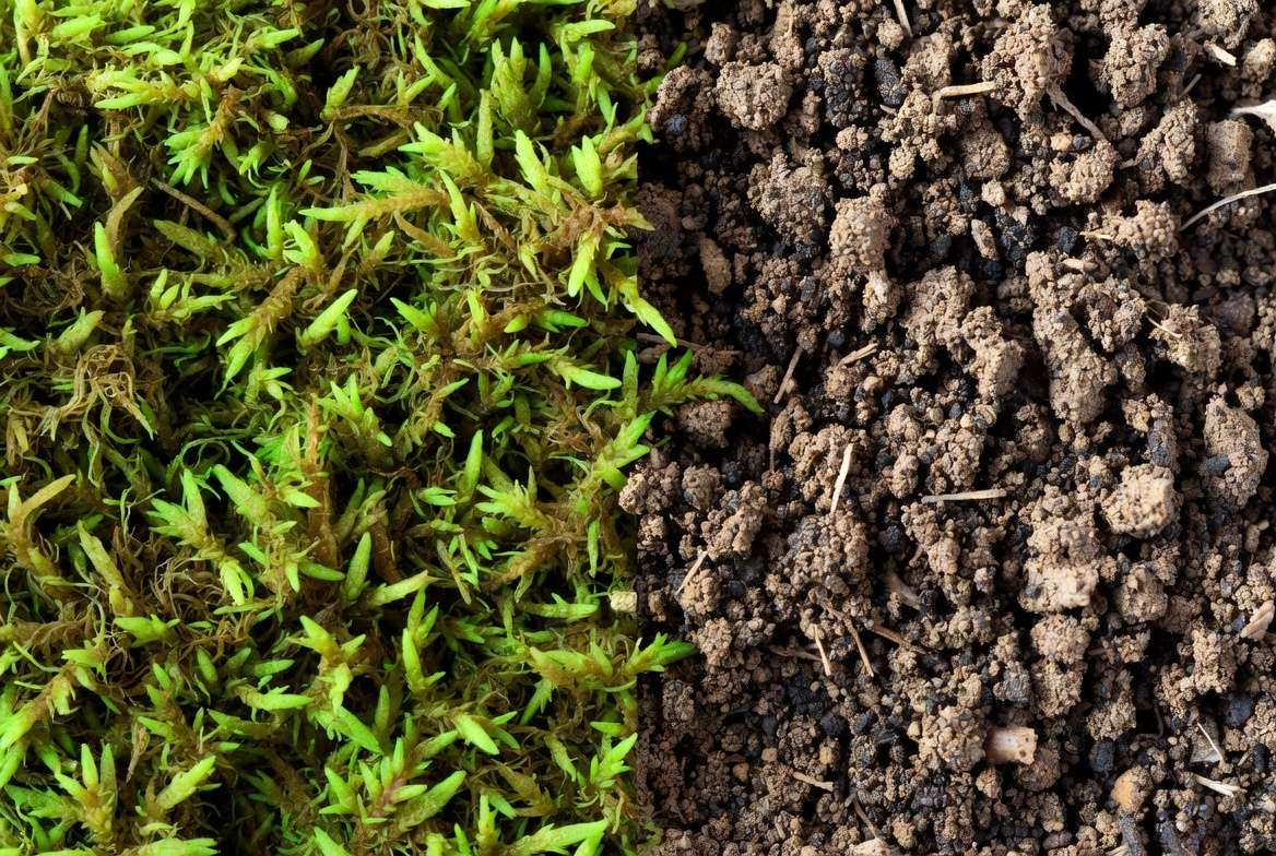 Close-up comparison between textured sphagnum moss and sandy cactus soil mix for vertical planting.